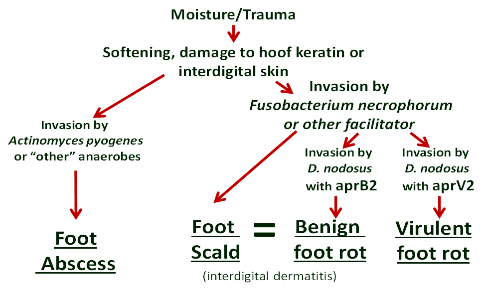 foot rot and scald diagram